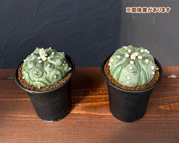 アストロフィツム:アステリアス亀甲兜丸(カブトマル)3号鉢植え*