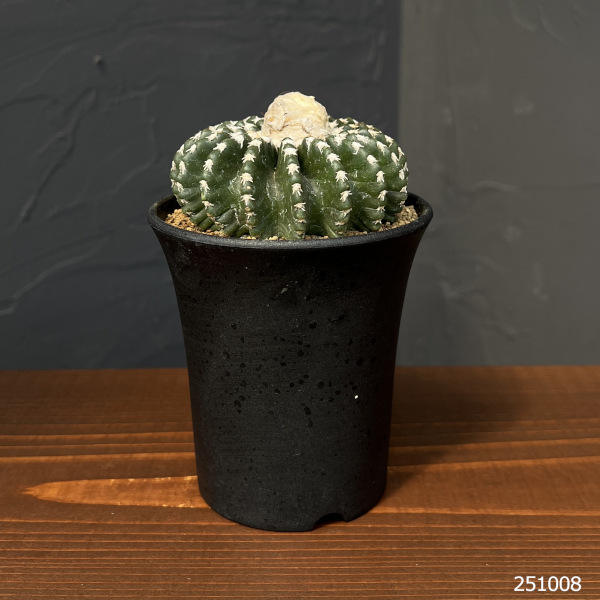 サボテン：ディスコカクタス　ホルスティ　3.5号鉢植え