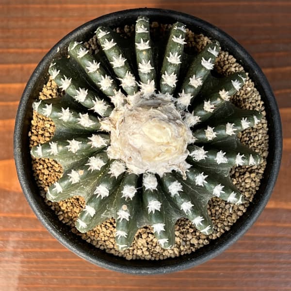 サボテン：ディスコカクタス　ホルスティ　3.5号鉢植え