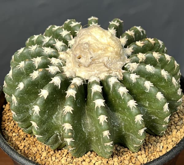 サボテン：ディスコカクタス　ホルスティ　3.5号鉢植え