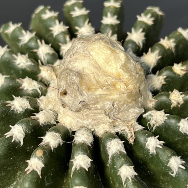 サボテン：ディスコカクタス　ホルスティ　3.5号鉢植え