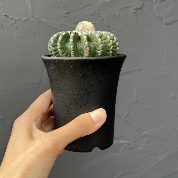 サボテン：ディスコカクタス　ホルスティ　3.5号鉢植え