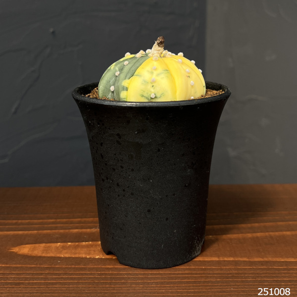 アストロフィツム：兜丸錦（かぶとまるにしき）3号鉢植え25-01