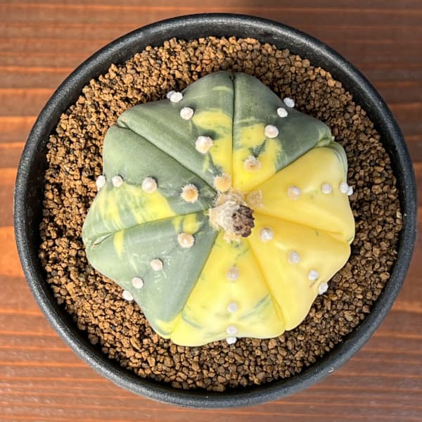 アストロフィツム：兜丸錦（かぶとまるにしき）3号鉢植え25-01