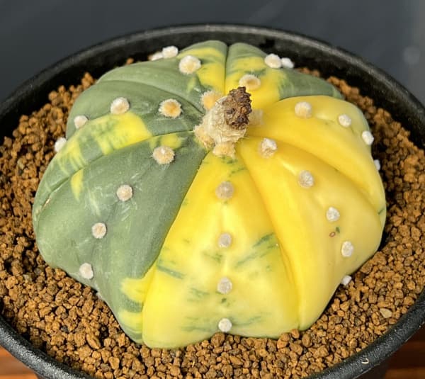 アストロフィツム：兜丸錦（かぶとまるにしき）3号鉢植え25-01