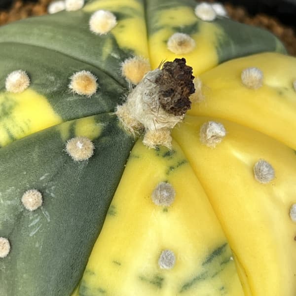 アストロフィツム：兜丸錦（かぶとまるにしき）3号鉢植え25-01