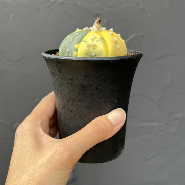 アストロフィツム：兜丸錦（かぶとまるにしき）3号鉢植え25-01