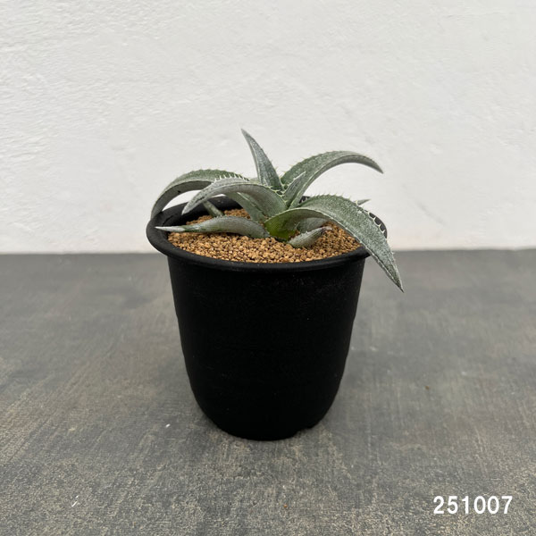 ディッキア:プラディフィラ 3号鉢植え