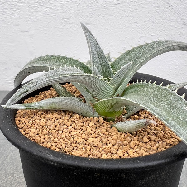 ディッキア:プラディフィラ 3号鉢植え