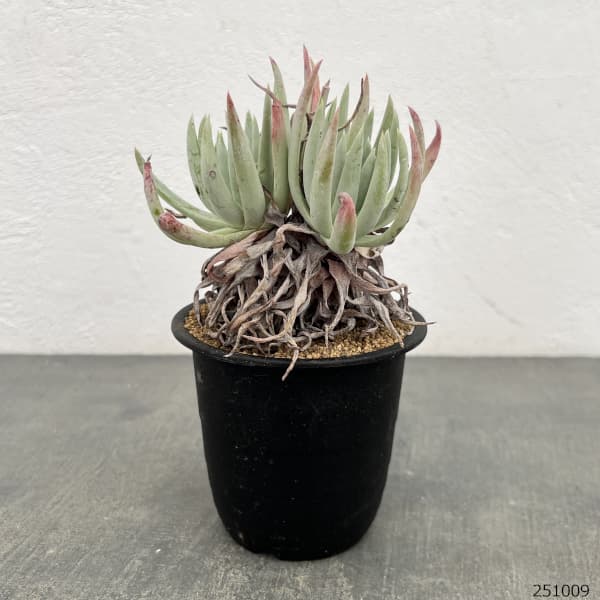 ダドレア:ヴィレンス ハッセイ 3号鉢植え