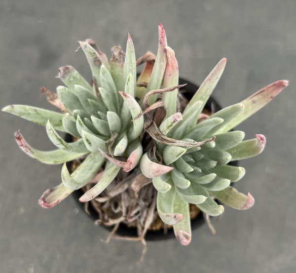 ダドレア:ヴィレンス ハッセイ 3号鉢植え