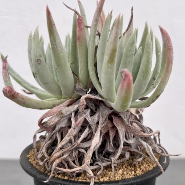 ダドレア:ヴィレンス ハッセイ 3号鉢植え