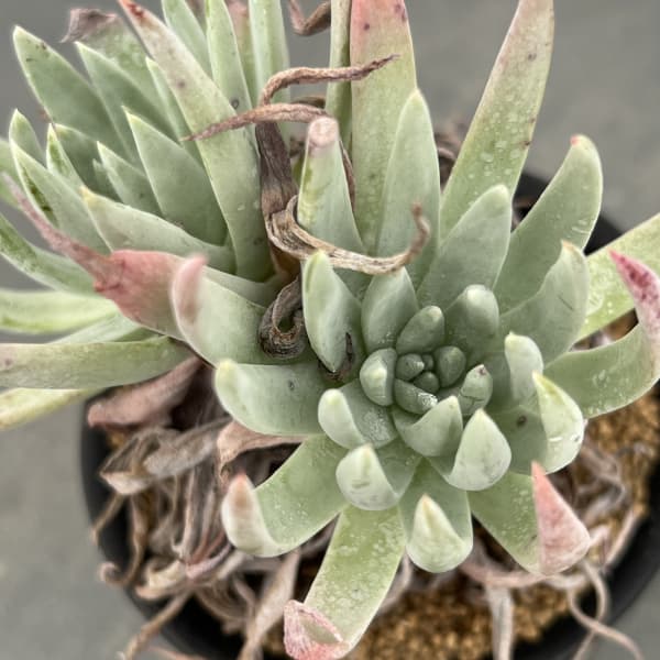 ダドレア:ヴィレンス ハッセイ 3号鉢植え