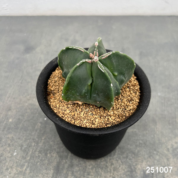 サボテン:アストロフィツムミリオスティグマ 3号鉢植え
