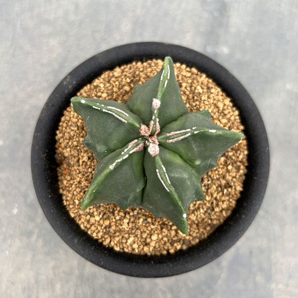 サボテン:アストロフィツムミリオスティグマ 3号鉢植え