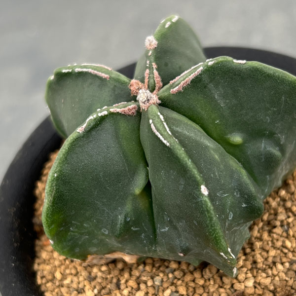 サボテン:アストロフィツムミリオスティグマ 3号鉢植え