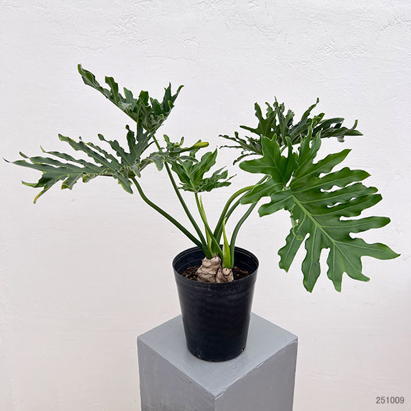 フィロデンドロン:ホープ6号鉢植え