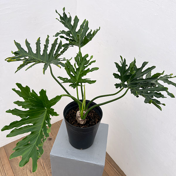 フィロデンドロン:ホープ6号鉢植え