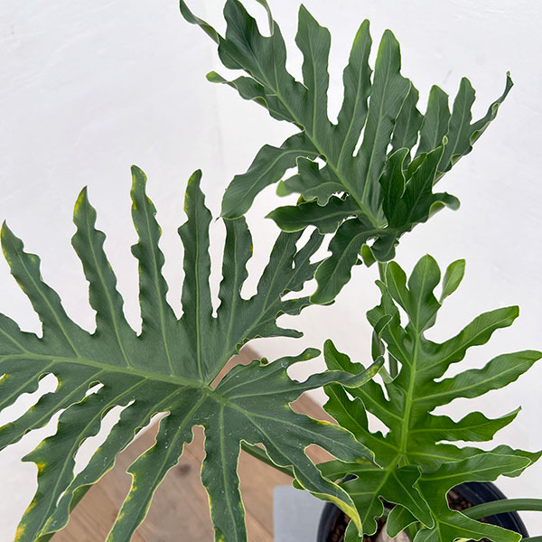 フィロデンドロン:ホープ6号鉢植え