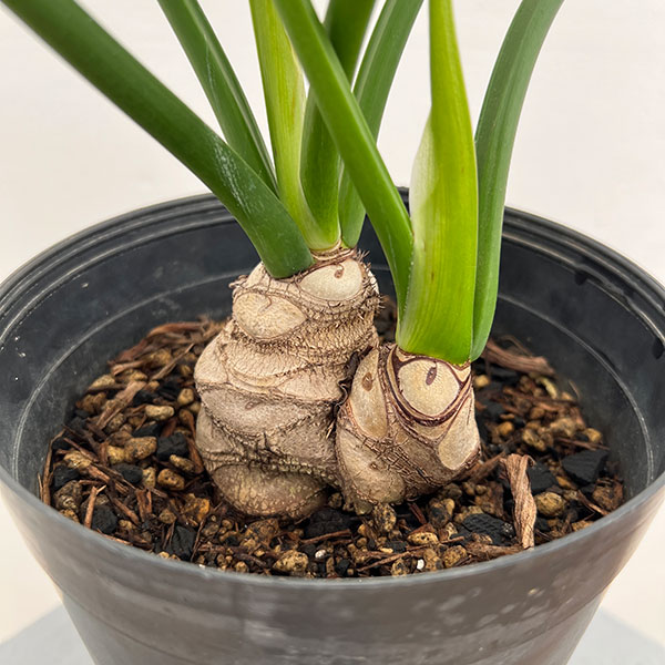 フィロデンドロン:ホープ6号鉢植え