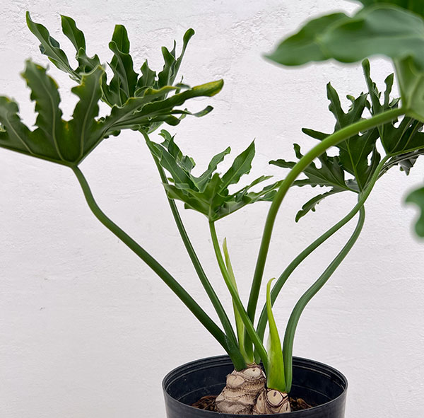 フィロデンドロン:ホープ6号鉢植え
