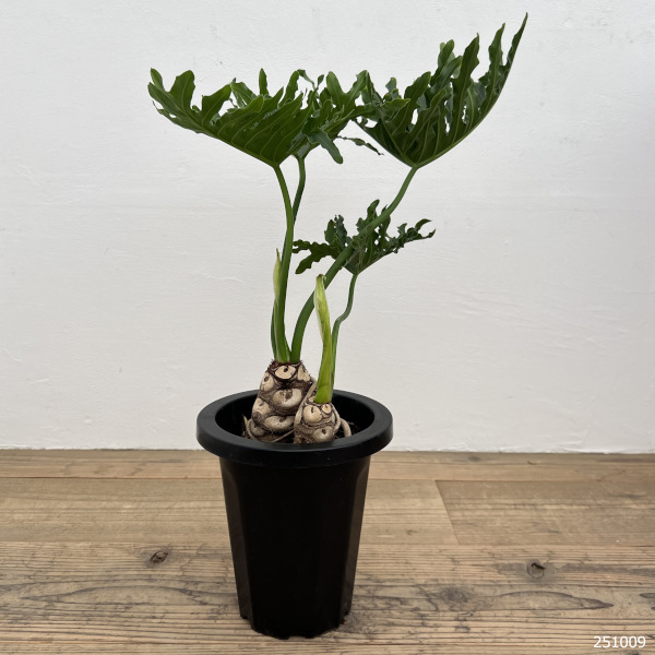フィロデンドロン:ホープ 7号鉢植え*