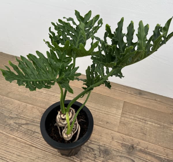 フィロデンドロン:ホープ 7号鉢植え*