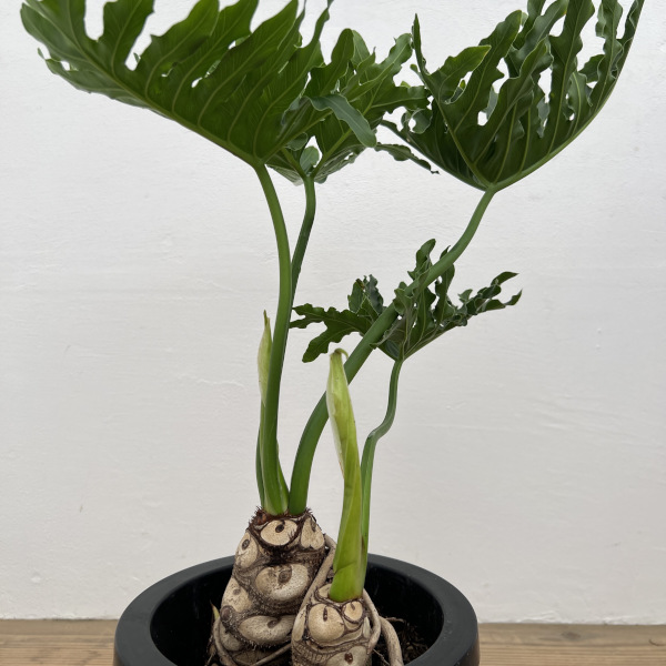 フィロデンドロン:ホープ 7号鉢植え*