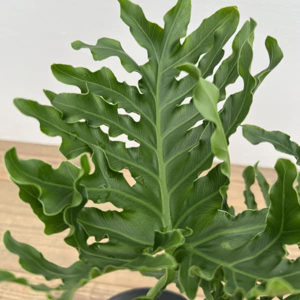 フィロデンドロン:ホープ 7号鉢植え*