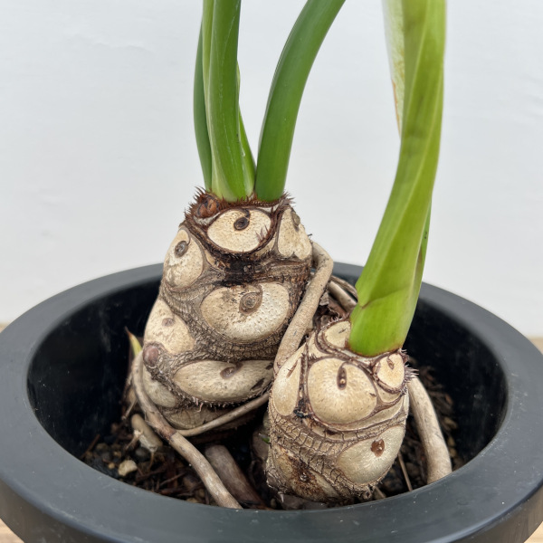 フィロデンドロン:ホープ 7号鉢植え*