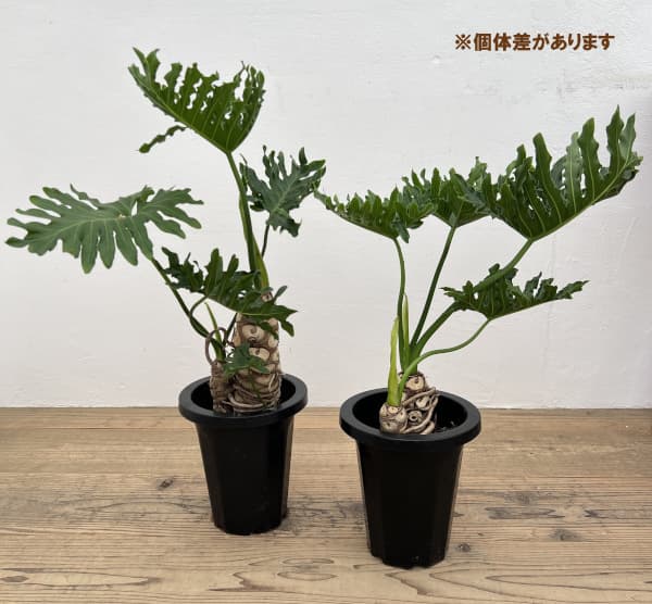 フィロデンドロン:ホープ 7号鉢植え*