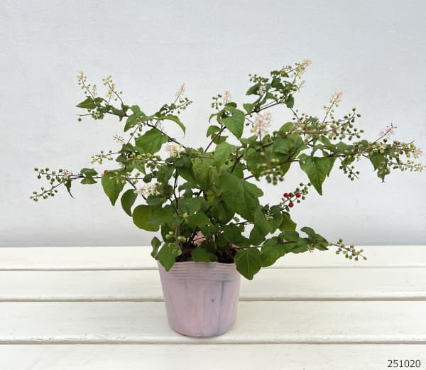 （わけあり特価）ジュズサンゴ（数珠珊瑚・ルージュプランツ）：赤実3.5号ポット*