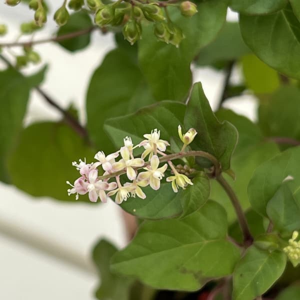 （わけあり特価）ジュズサンゴ（数珠珊瑚・ルージュプランツ）：赤実3.5号ポット*