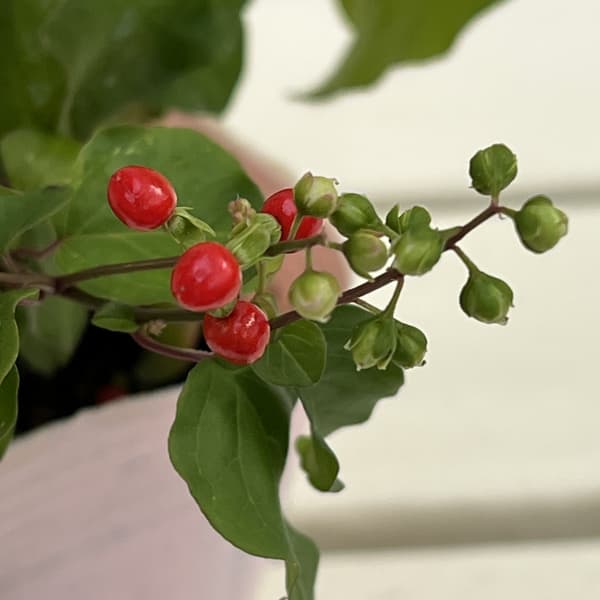 （わけあり特価）ジュズサンゴ（数珠珊瑚・ルージュプランツ）：赤実3.5号ポット*