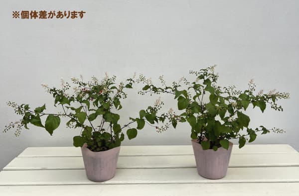 （わけあり特価）ジュズサンゴ（数珠珊瑚・ルージュプランツ）：赤実3.5号ポット*