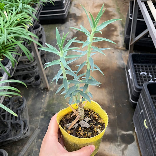 ユーフォルビア:リキダ3号ポット