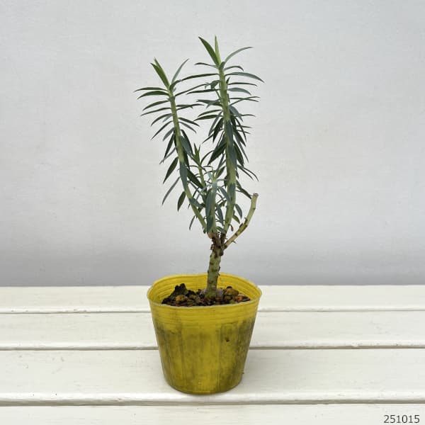 ユーフォルビア:リキダ3号ポット