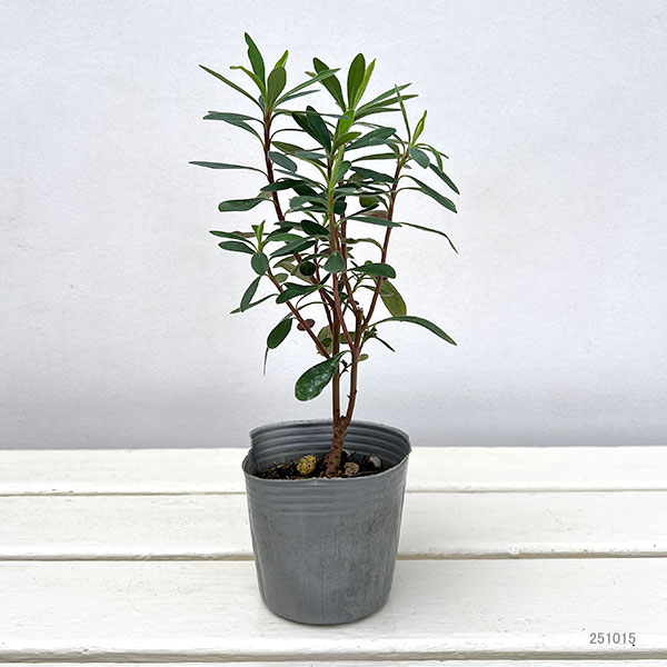 ユーフォルビア レッドウイング3号ポット