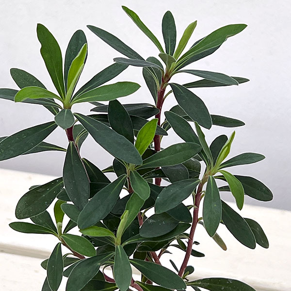 ユーフォルビア レッドウイング3号ポット