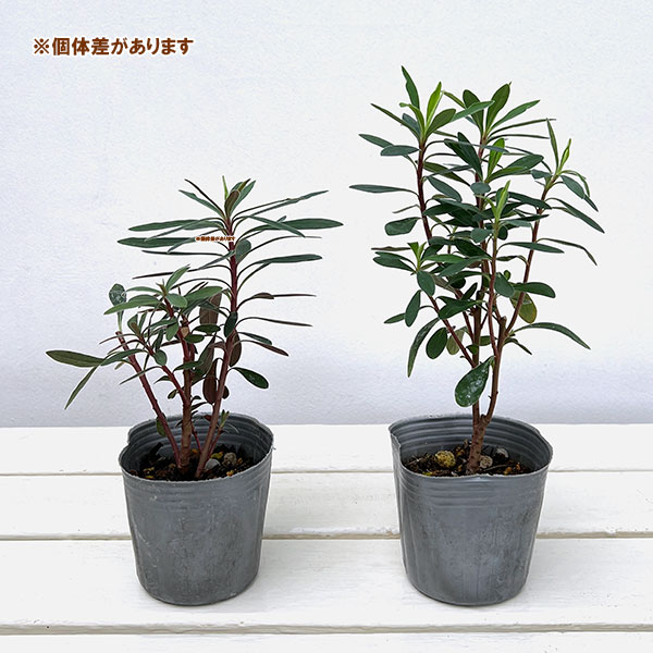 ユーフォルビア レッドウイング3号ポット