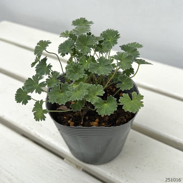 ゲラニウム：バレリーナ3.5号ポット