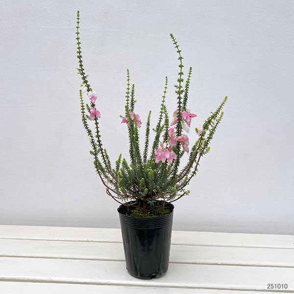 ブライダルヒース:ふっくらももちゃん3.5号ポット