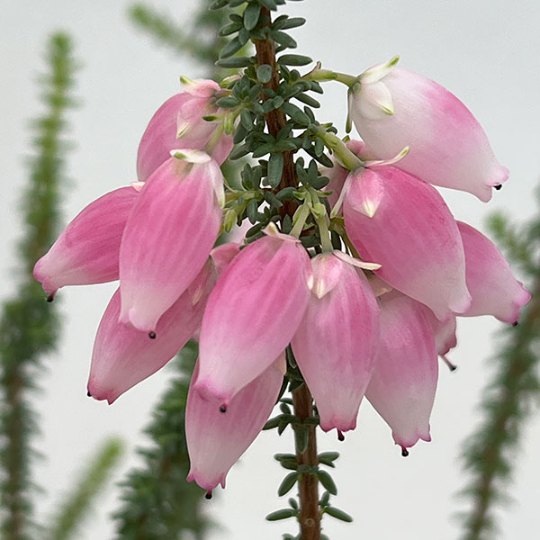 ブライダルヒース:ふっくらももちゃん3.5号ポット