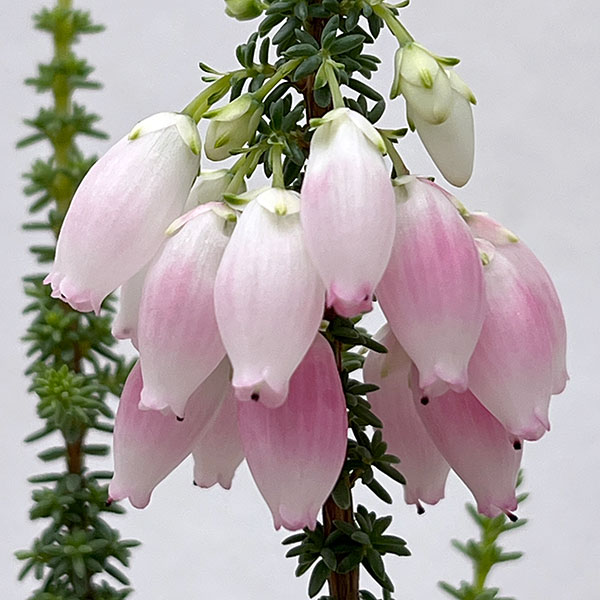 ブライダルヒース:ふっくらももちゃん3.5号ポット