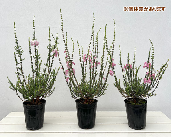 ブライダルヒース:ふっくらももちゃん3.5号ポット