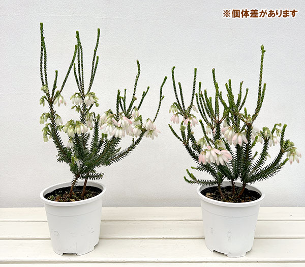 エリカ・セリンソイデス（ファイヤーヒース）：フローラルホワイト　4.5号鉢植え