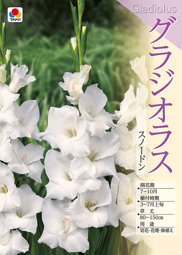 [26年3月中下旬予約]グラジオラス：スノードン 5球入り