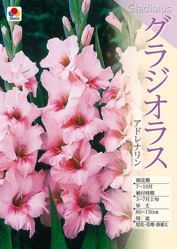 [26年3月中下旬予約]グラジオラス：アドレナリン 5球入り