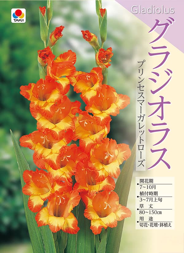 [26年3月中下旬予約]グラジオラス：プリンセスマーガレットローズ 5球入り