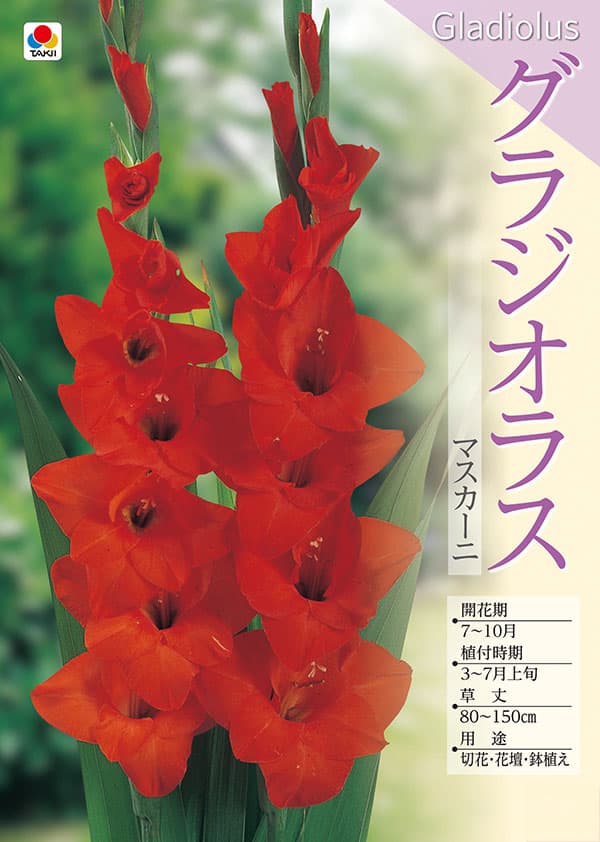 [26年3月中下旬予約]グラジオラス：マスカーニ 5球入り